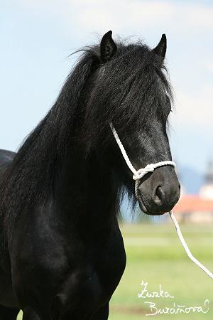 staj_ufonek15861.jpg