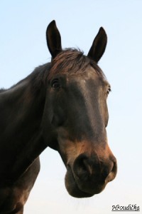 Obrazek